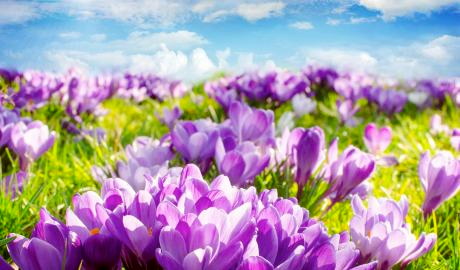 Das violette Meer der Drebacher Krokusblüten