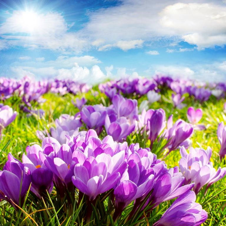 Titelbild für Das violette Meer der Drebacher Krokusblüten